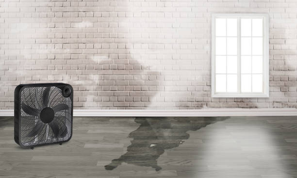 Best Water damage contractors near me  in Brandywine Bay, NC